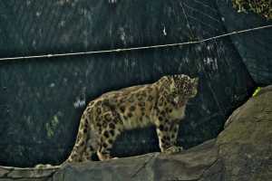 SNOW-LEOPARD-22NOV22(2)